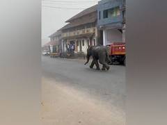 
      
      Wild elephant enters residential locality in Karntaka’s Kodagu 
      
      