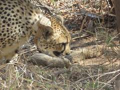 
      
      South African Cheetah gives birth to 5 cubs in Kuno National Park
      
      
