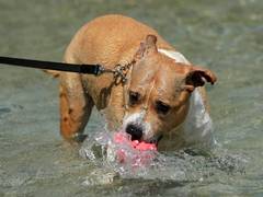 
      
      Centre acts to prohibit foreign dog breeds used for illegal fight
      
      