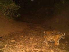 
      
      Tiger population in Sariska Tiger Reserve increases 
      
      