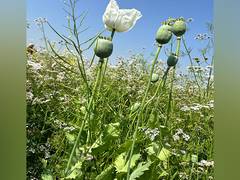 
      
      Man arrested for possessing around 14.47 Kgs opium in Punjab 
      
      