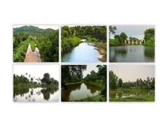 
      
      Riverine Afforestation: The Art of Living's Transformative Power 
      
      
