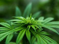 
      
      Germans celebrate as recreational cannabis use becomes legal
      
      