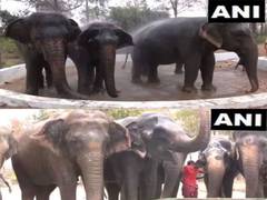 
      
      Special arrangements in Trichy to keep jumbos cool in summer heat
      
      