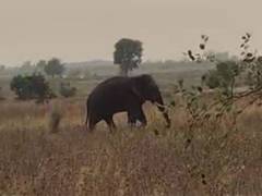 
      
      Two trampled to death by wild elephant in Telangana's Asifabad
      
      