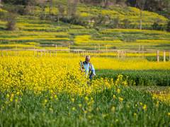 
      
      India gears up for record mustard crop
      
      