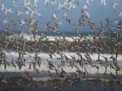 
      
      Scientists warn of lethal bird flu pandemic, says could be worse
      
      