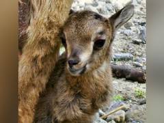 
      
      UAE Conservation Centre witnesses first birth of Arabian Tahr
      
      