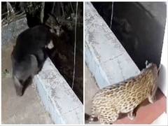 
      
      Residents panic after bear, leopard spotted in Ooty
      
      