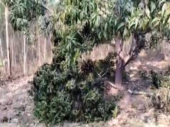 
      
      Andhra: Elephant herd damage mango trees in Tirupati
      
      