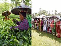 
      
      Tea garden workers: The deciding factor in LS polls in Assam
      
      