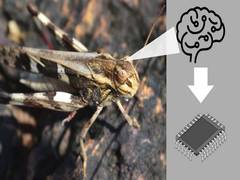 
      
      Researchers develop low-power artificial neurons
      
      