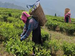 
      
      Closed tea gardens, minimum wages key issues for Darjeeling
      
      