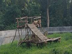 
      
      Tripura zoo takes measures to protect animals from summer heat
      
      