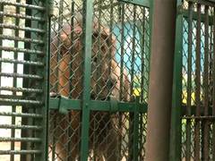 
      
      Tripura Zoo implements various measures to protect animals
      
      