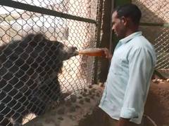 
      
      Coolers, sprinklers installed at Nahargarh Biological Park
      
      