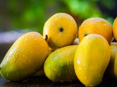 
      
      Mango yield likely to be less by 75 pc this season
      
      