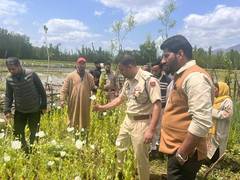 
      
      J-K Police launches drive against illegal poppy cultivation
      
      