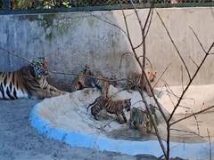 
      
      Bengal Safari Park takes measures to protect animals from heat
      
      