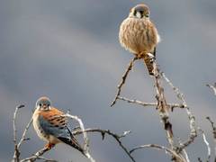 
      
      Study finds how birdwatching helps students reduce distress
      
      