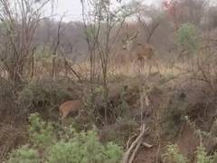 
      
      Male cheetah rescued from Rajasthan's Karoli district
      
      