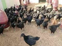 
      
      Tripura: Koraknath chicken breed revolutionises poultry farming
      
      
