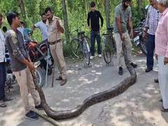 
      
      13-feet giant python rescued from Haridwar's Ismailpur village
      
      