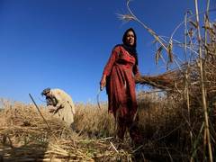
      
      Pak wheat crop devastated in Narowal fertiliser scam
      
      