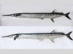 
      
      Kerala: CMFRI Kochi identifies two new species of needlefish 
      
      