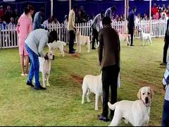 
      
      TN: Over 450 dogs of 56 breeds participate in Dog Show
      
      