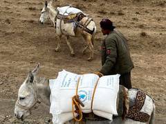
      
      Afghanistan: Flood-hit areas inaccessible, donkeys come to rescue
      
      