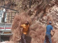 
      
      Uttarakhand: 'Pirul Lao-Paise Pao' campaign gains momentum
      
      