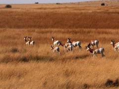 
      
      EAD starts first reintroduction phase of Dama Gazelles in Chad
      
      