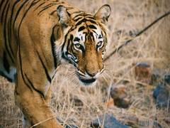 
      
      Singapore's mission official spots Tigress 'Shakti' at Ranthambor
      
      