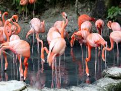 
      
      Mumbai: 39 Flamingos killed after hit by Emirates flight
      
      