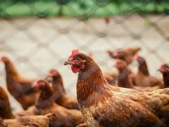 
      
      US reports second human case of bird flu 
      
      