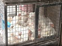 
      
      Chicken price goes up to Rs 300 per kg in Bengaluru 
      
      