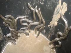 
      
      At least 30 snakes crawl out of a house in Assam
      
      