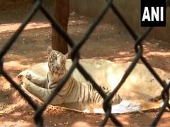 
      
      Measures implemented to protect animals from heat in Raipur
      
      