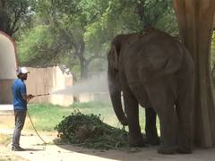 
      
      Delhi Zoo sets up, water sprinklers, pools for animals
      
      