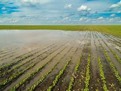 
      
      Robust crop output can control food inflation: CRISIL report
      
      