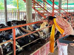 
      
      Dinesh Shahra Foundation Supports Gau Swarga’s Mission
      
      