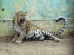 
      
      Injured leopard caught by forest department in Nilgiris
      
      