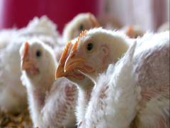 
      
      WHO confirms human case of bird flu in India
      
      