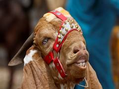 
      
      Pak man arrested for selling sacrificial goat with plastic teeth
      
      