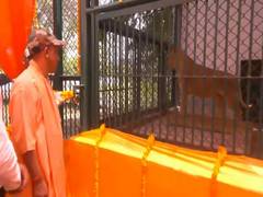 
      
      CM Yogi introduces Asiatic Lion pair at Gorakhpur Zoo
      
      