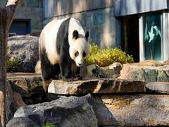 
      
      China to gift new giant pandas to Australia
      
      