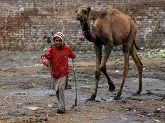 
      
      Wounded camel in Pakistan's Sindh to get artificial leg
      
      