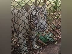 
      
      Jungle Safari in Chhattisgarh’s Raipur to welcome new animals
      
      