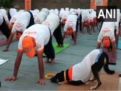 
      
      Indian pariah dog, trained by NDRF, performs Yoga in Udhampur
      
      